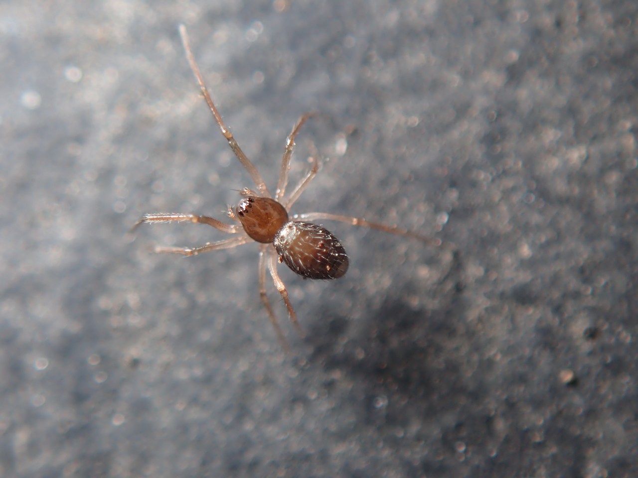 Ostearius melanopygius Ostearius melanopygius
